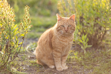 Naklejka na ściany i meble Peaceful ginger common cat standing on the garden.