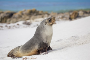 Fur Seal on a white sand beach, Falkland Islands.