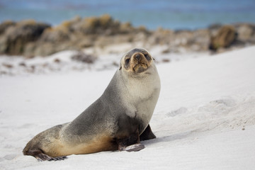 Fur seal (Arctocephalus Australis) on the beach