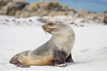 South American Fur Seal lying on a white sand beach.