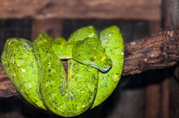Green Treepython - Morelia viridis