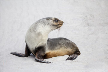 South American Fur Seal (Arctocephalus Australis) on white sand