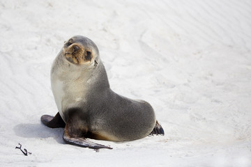 South American Fur Seal (Arctocephalus Australis) on the beach.