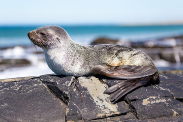 Fur Seal (Arctocephalus Australis) lying on rocks by the sea.