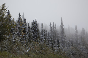 Trees covered with light snow in fog