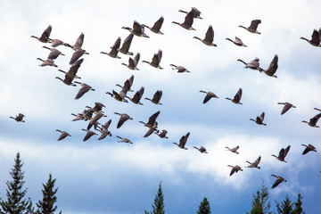Canada Geese flying to South