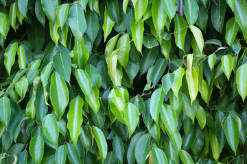  Benjamin tree leaves background