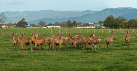 Naklejka na ściany i meble Herd of New Zealand Deer