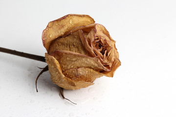 dried rose in water drops