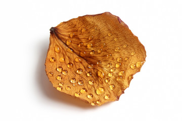 dried rose petal in a drop of water