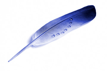 bird feather close up with water drops on white background