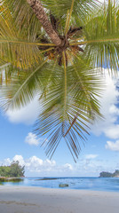 Fototapeta na wymiar cocotier parasol sur plage de Mahé aux Seychelles