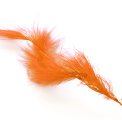 orange feather on white background