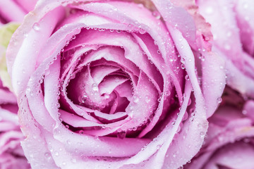 Beautiful purple roses