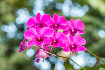 Dendrobium sonia orchid