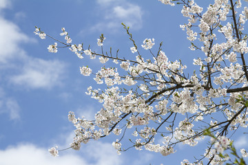 青空と桜