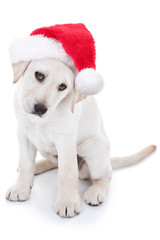 Christmas Labrador Puppy Dog Wearing Santa Hat Isolated