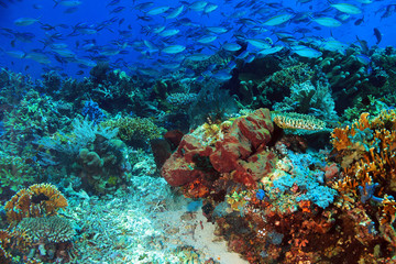 Naklejka na ściany i meble School of Blue and Gold Fusiliers (Caesio Caerulaurea, aka Blue Fusilier, Gold-band Fusilier, Scissor-tailed Fusilier) over a Colorful Coral Reef. Komodo, Indonesia