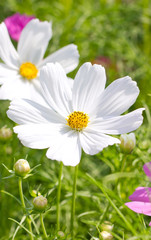 Cosmos Flowers. (Scientific Name : Cosmos bipinnatus)