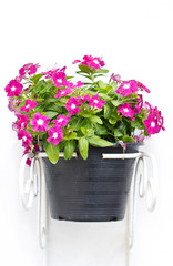 Vinca Flowers Hanging Pot Plant Isolated on White.