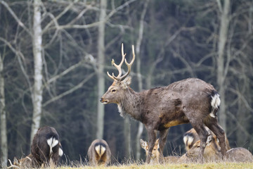 Deer standing in a meadow