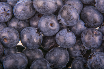 Freshly picked group of blueberries as background