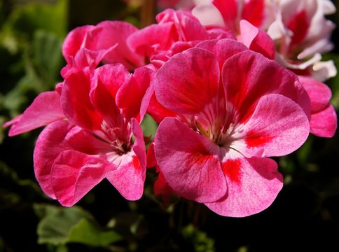 pink flowers of geranium pot-plant