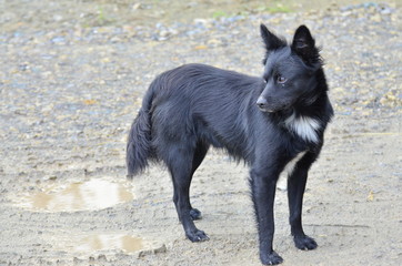 Pies - kundelek (dog) © idealphoto