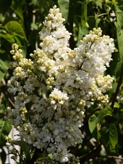 lilac bush with fragrant flowers