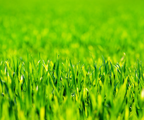Grass background