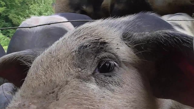 Bentheimer Landschwein, artgerechte Haltung, drau&szlig;en, Freiland