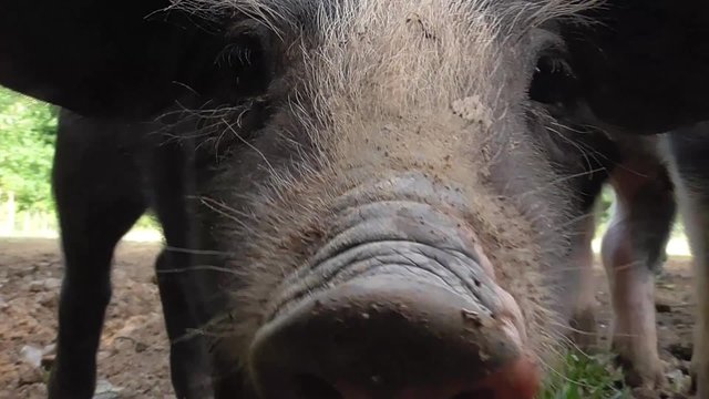 Bentheimer Landschwein, artgerechte Haltung, drau&szlig;en, Freiland