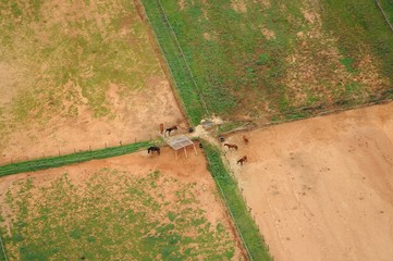 Horses