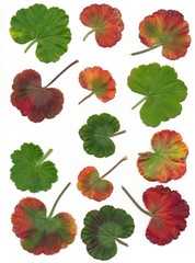 multicolor leaves of geranium pot-pant close up