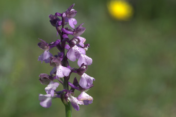 Close up of a wild orchid (Anacamptis morio)