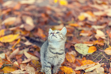 Naklejka na ściany i meble Portrait of little kitten on the grass with fallen leaves in autumn