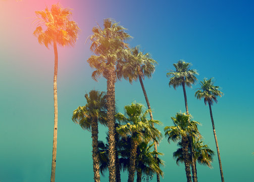 Palm trees against blue sky