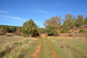 Fototapeta premium camino por el monte en otoño