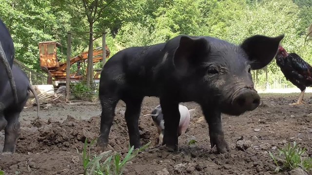 Bentheimer Landschwein, artgerechte Haltung, drau&szlig;en, Freiland