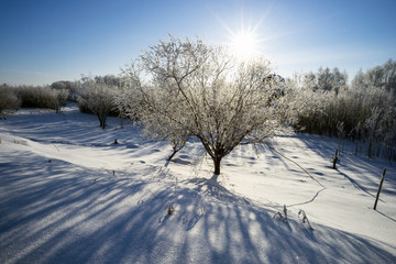 Trees covered with frost