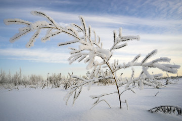 Grass covered with frost