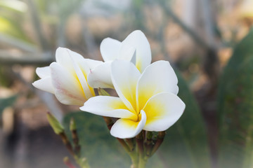 White flowers bunch plumeria or frangipani on tree