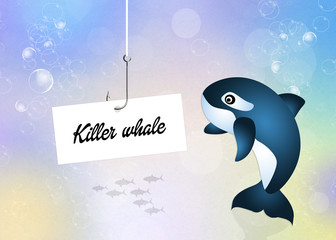 killer whale