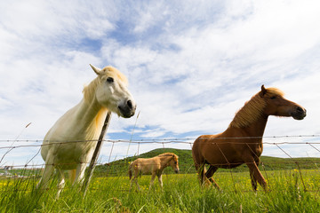 Obraz na płótnie Canvas Icelandic horses behind fence