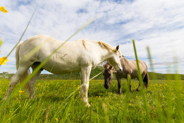 Obraz na płótnie Canvas Icelandic horses grazing