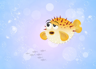 funny puffer fish © adrenalinapura