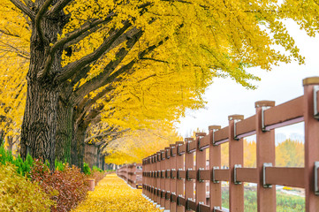Row of yellow ginkgo trees in Asan, Korea.