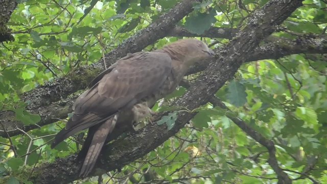 Wespenbussard, Pernis apivorus, Honey Buzzard