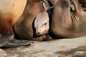 califonia Sea lions