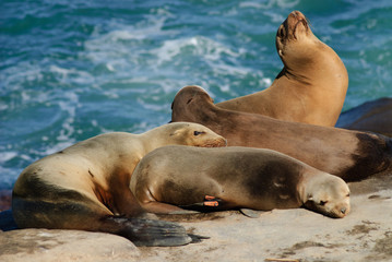 Obraz premium Leader Of the Pack